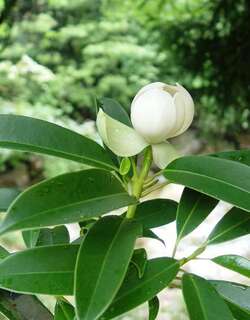 木莲