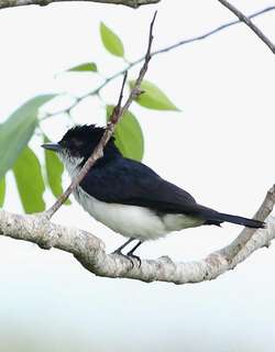 亮背厚嘴霸鹟