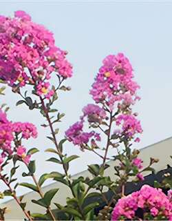 紫薇花