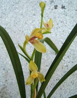 碧桃兰花