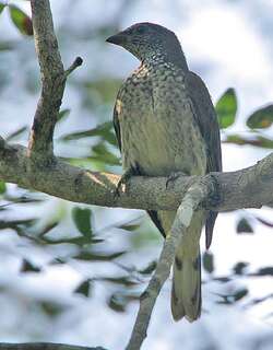 鳞喉响蜜䴕