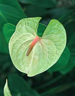 火鹤花
