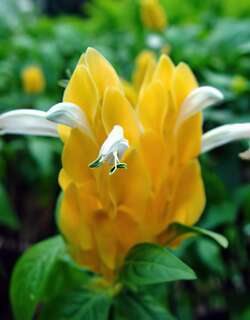 虾花