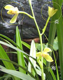 龙乡四季汇兰花
