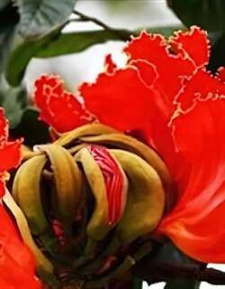 火烧花