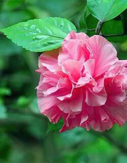 芙蓉花