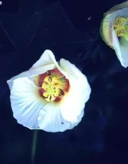 山芙蓉