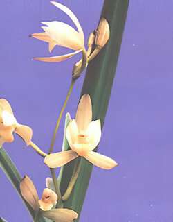 红鞘荷型素兰花