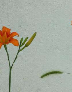 黄花菜