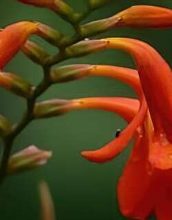 火星花