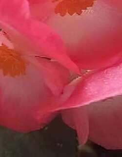海棠花
