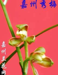 嘉州秀梅兰花