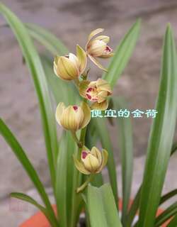 金荷兰花
