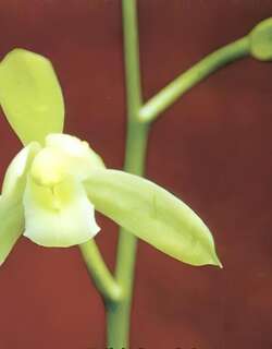 三尖素兰花