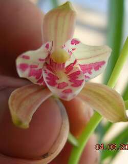 彩蕊蝶兰花