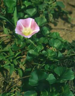 滨旋花