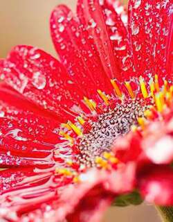 非洲菊