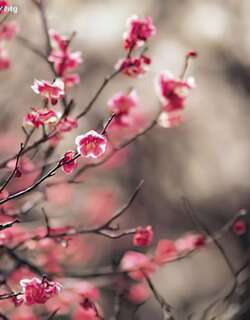 櫻花