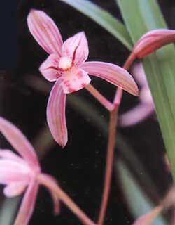 绢绣兰花