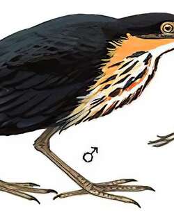 黑鳽