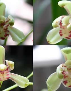 风水梅兰花