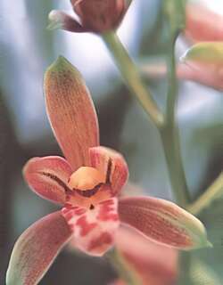 绮彩兰花