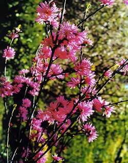 菊花桃