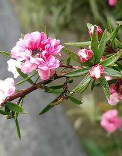 梅花