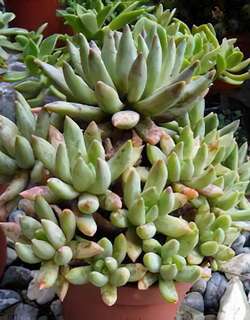 蓝黛莲