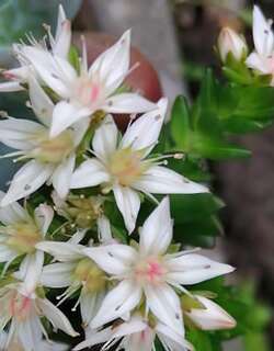 白花小松