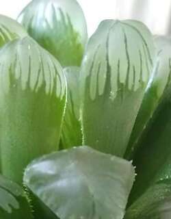 冰灯玉露