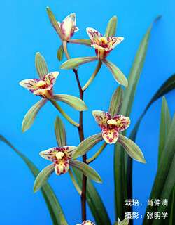 凌云三星蝶兰花