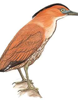 黑冠鳽