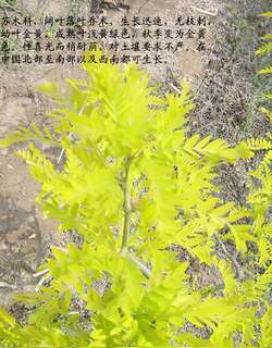 金叶皂荚