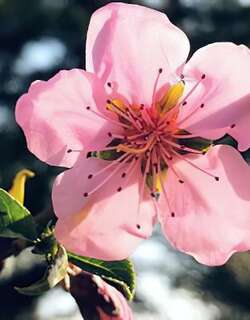 桃花