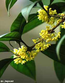 桂花