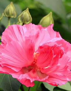 木芙蓉花