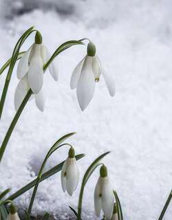 雪花莲