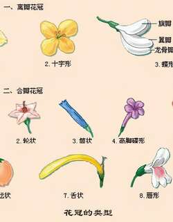 花冠
