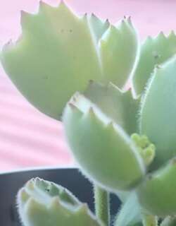 熊童子
