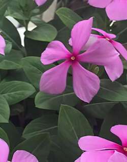 长春花