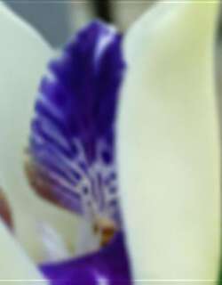 章鱼兰兰花