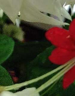 龙吐珠