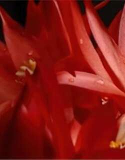假昙花