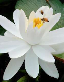 茉莉花