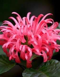 珊瑚花