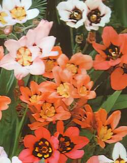 丑角花