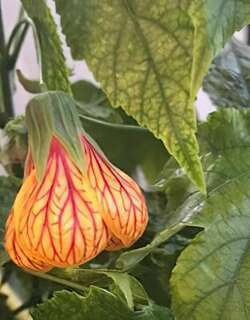悬铃花