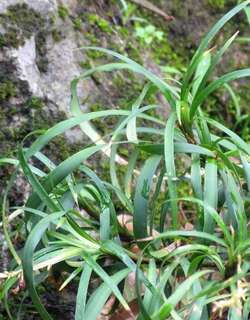 沿阶草