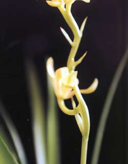 蜻蜓戏梅兰花